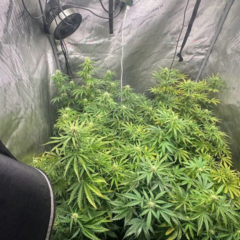 Quick One(5) growlog timeline photo
