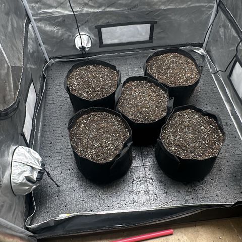 Experiment #3 Mimosa Automatic growlog photo: Pots are made, 3 seeds so far have been dropped in the soil