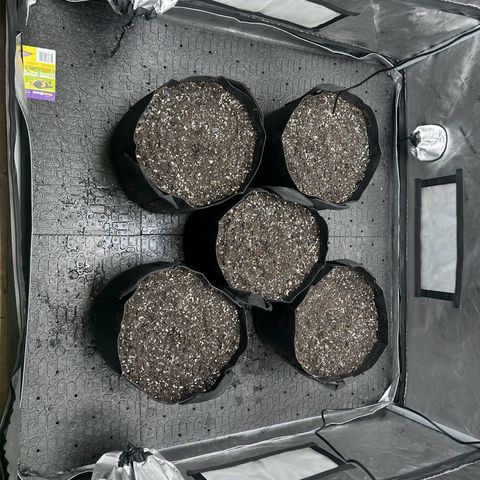 Experiment #3 Mimosa Automatic growlog photo: Pots are made, 3 seeds so far have been dropped in the soil