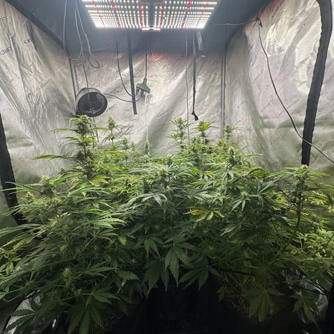 Quick One(5) growlog timeline photo