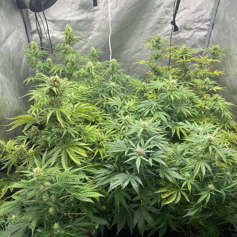Quick One(5) growlog timeline photo