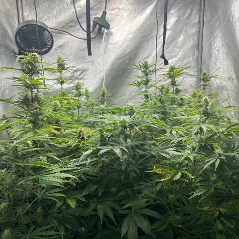 Quick One(5) growlog timeline photo