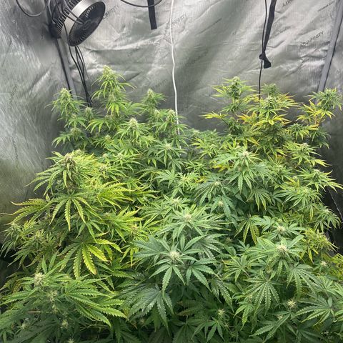Quick One(5) growlog timeline photo