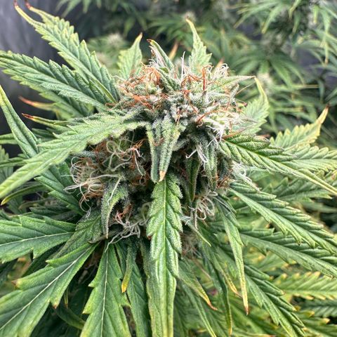 Quick One(5) growlog timeline photo
