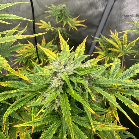 Quick One(5) growlog timeline photo