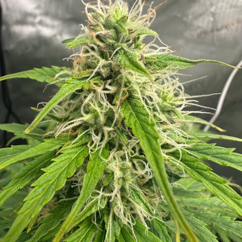 Quick One(5) growlog timeline photo