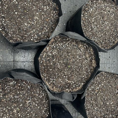 Experiment #3 Mimosa Automatic growlog timeline photo