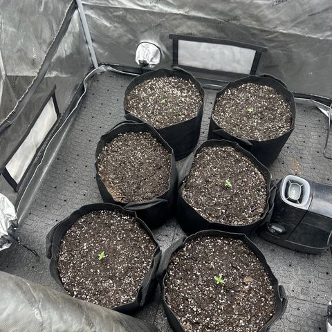 Experiment #3 Mimosa Automatic growlog photo: Don’t mine the 6th pot germinating northern light automatic for outside 