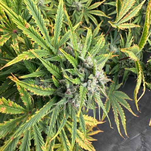 Quick One(5) growlog timeline photo
