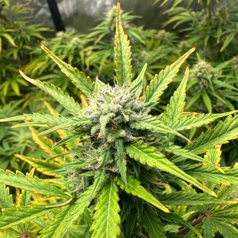 Quick One(5) growlog timeline photo