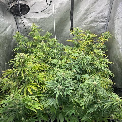 Quick One(5) growlog timeline photo
