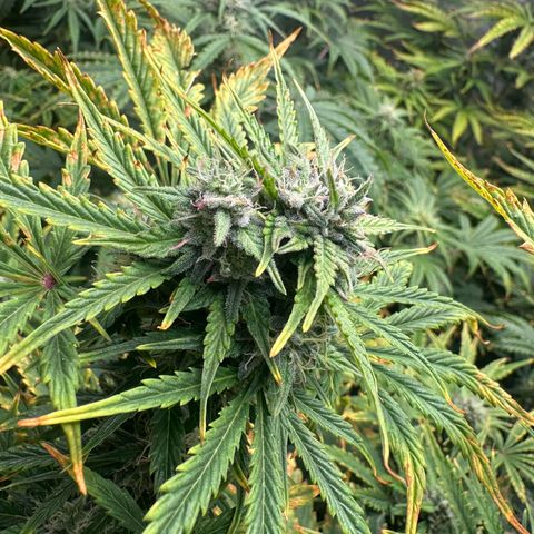 Quick One(5) growlog timeline photo