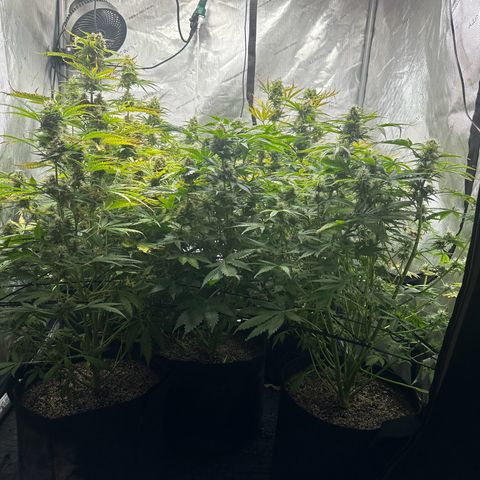 Quick One(5) growlog timeline photo