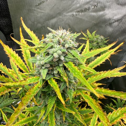 Quick One(5) growlog timeline photo
