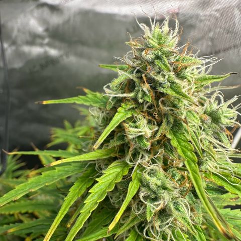 Quick One(5) growlog timeline photo