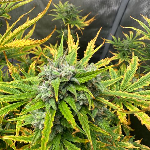 Quick One(5) growlog timeline photo