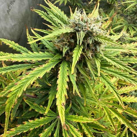 Quick One(5) growlog timeline photo