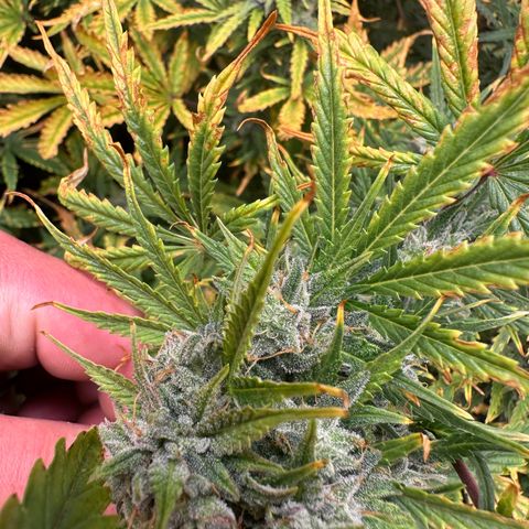 Quick One(5) growlog timeline photo
