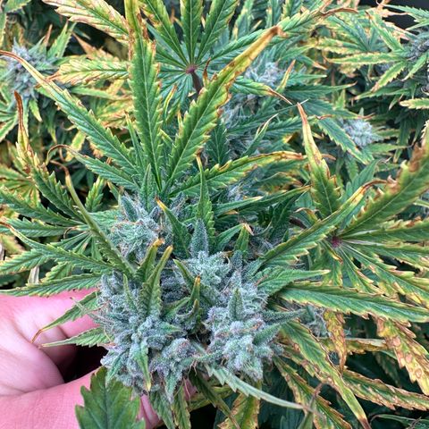 Quick One(5) growlog timeline photo