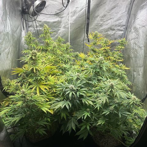 Quick One(5) growlog timeline photo