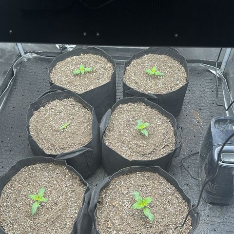 Experiment #3 Mimosa Automatic growlog photo: Power was out for 18 hours in these poor girls