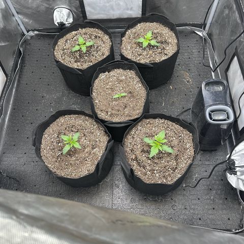 Experiment #3 Mimosa Automatic growlog photo: Tansfered 1 mimosa Outside the other middle one is Northern lights and that will go outside in another week