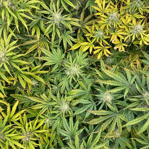 Quick One(5) growlog timeline photo