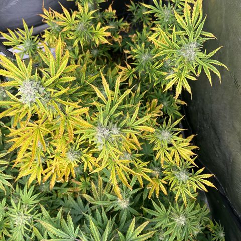 Quick One(5) growlog timeline photo