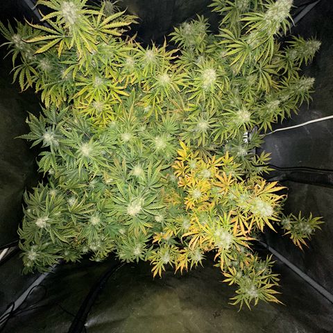 Quick One(5) growlog timeline photo