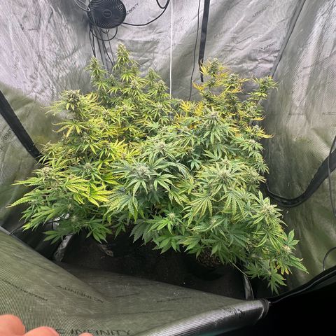 Quick One(5) growlog timeline photo