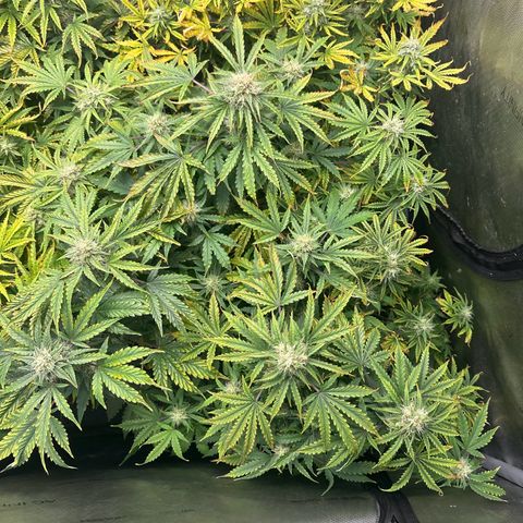 Quick One(5) growlog timeline photo