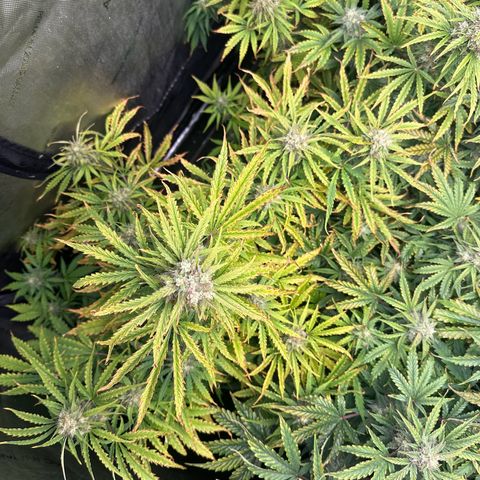 Quick One(5) growlog timeline photo