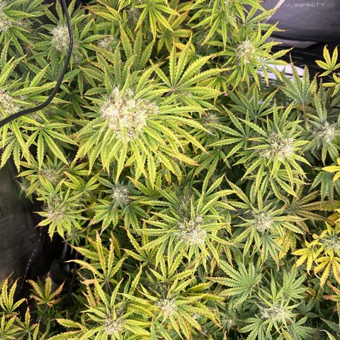Quick One(5) growlog timeline photo