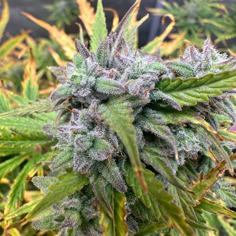 Quick One(5) growlog timeline photo