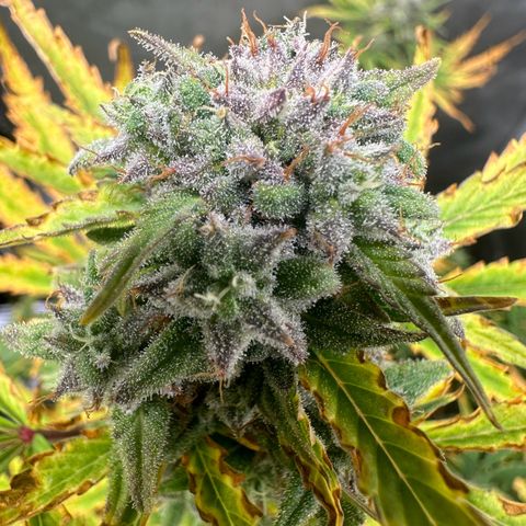 Quick One(5) growlog timeline photo