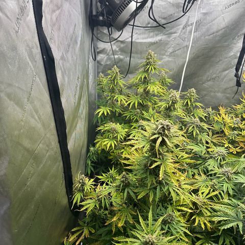 Quick One(5) growlog timeline photo