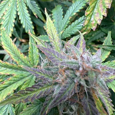 Quick One(5) growlog timeline photo