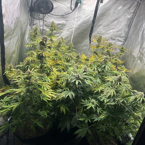 Quick One(5) growlog timeline photo