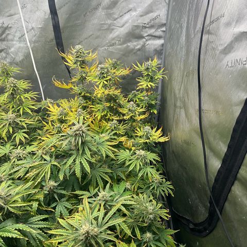 Quick One(5) growlog timeline photo