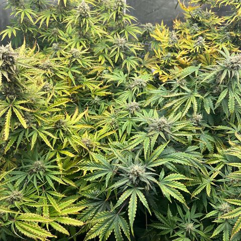Quick One(5) growlog timeline photo