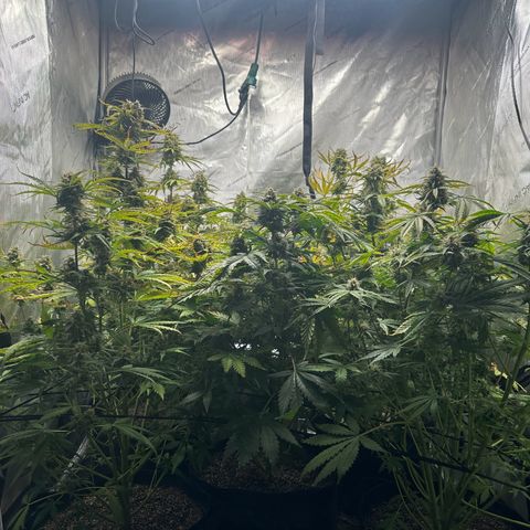 Quick One(5) growlog timeline photo