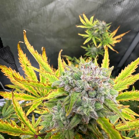 Quick One(5) growlog timeline photo