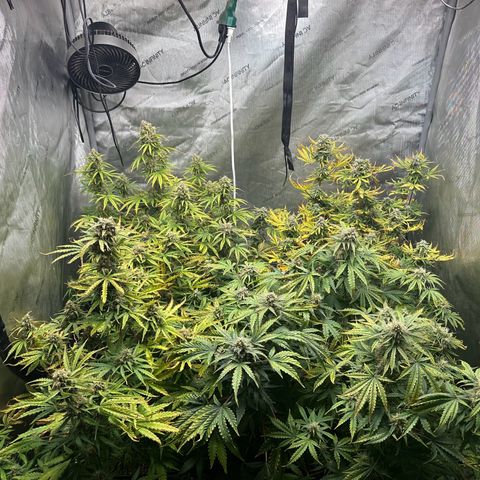Quick One(5) growlog timeline photo
