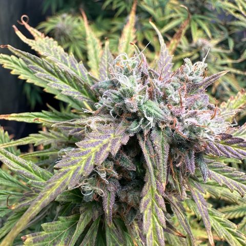 Quick One(5) growlog timeline photo