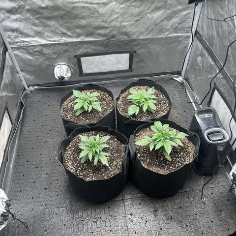 Experiment #3 Mimosa Automatic growlog photo: 4 Mimosa Auto girls are alone now in there forever home switching the lights from 24 hours on to 16 on 8 off 