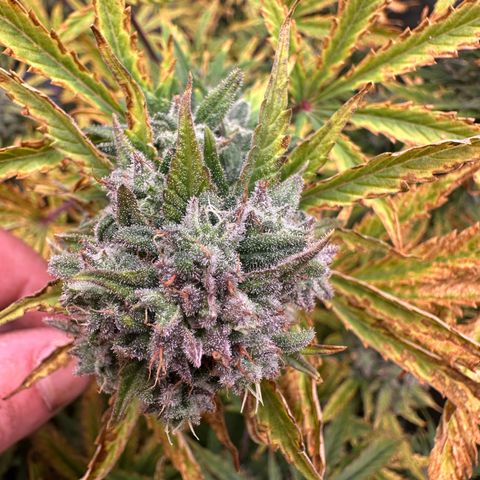 Quick One(5) growlog photo: Look at all the trichomes!!!