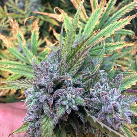 Quick One(5) growlog photo: Look at all the trichomes!!!