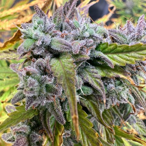 Quick One(5) growlog timeline photo