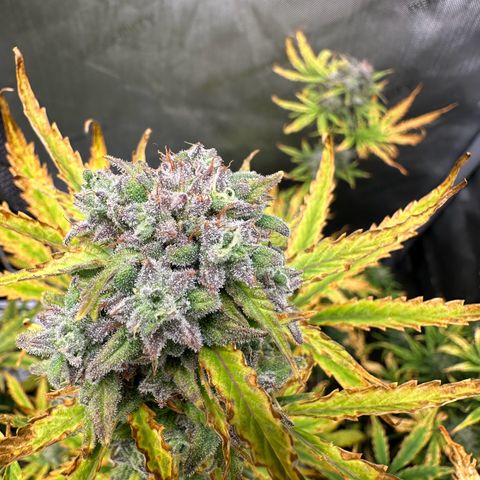 Quick One(5) growlog timeline photo