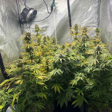 Quick One(5) growlog timeline photo